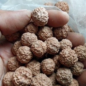 Natural 5 Mukhi Rudraksha Beads - Bulk, 7-10 mm
