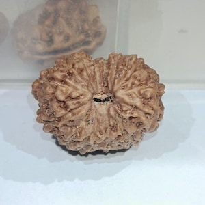 May include: Close-up of a brown, textured Rudraksha bead. The bead has a complex, multi-faceted surface with a central hole. The background is a plain white surface, with a second bead visible in the upper left corner.