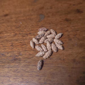 May include: A collection of small, brown, dried seeds on a wooden surface.