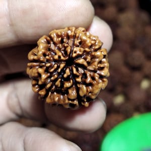 Genuine Jenitri Rudraksha Mukhi 7 Japa Mala Beads, Large Size ~25mm, 5 seeds a pack