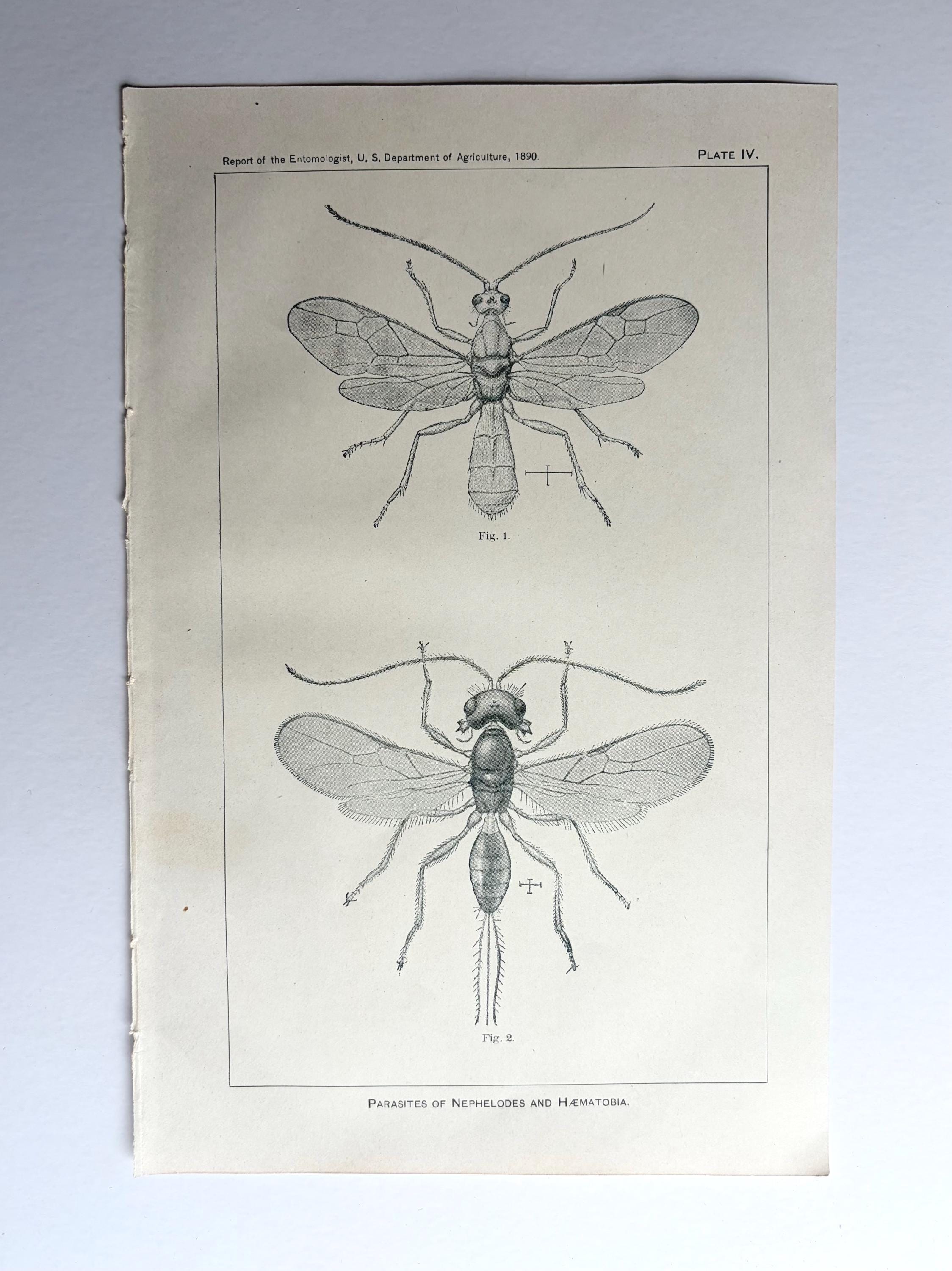 Antique Insect Engraving 1890 USDA Entomology Plate IV – Parasites ...