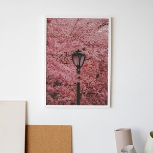 Puede incluir: Una fotograf&iacute;a enmarcada de una farola en un campo de cerezos en flor rosa.