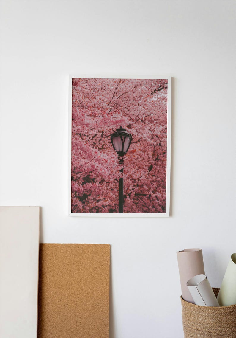 Puede incluir: Una fotograf&iacute;a enmarcada de una farola en un campo de cerezos en flor rosa.