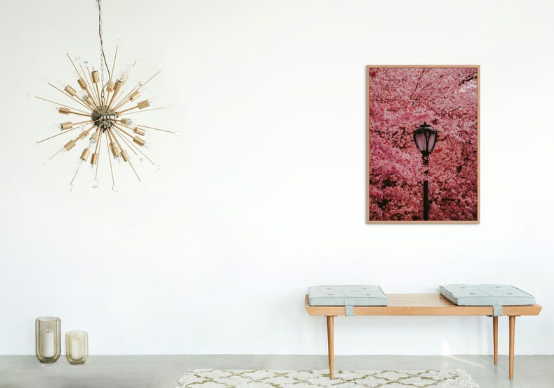 Puede incluir: Una fotograf&iacute;a enmarcada de un cerezo en flor rosa con una farola en el centro. La foto est&aacute; colgada en una pared blanca sobre un banco de madera con dos cojines azul claro.