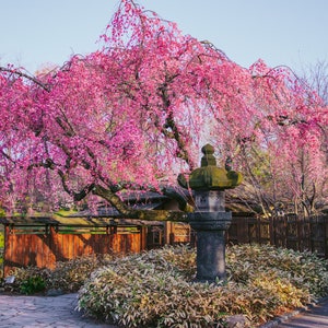 Japanese Pink Cherry Blossom Print, Sakura Flowers, Spring Nature Print, Cherry Blossom Decor