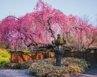Impresión de flor de cerezo rosa: decoración primaveral de sakura japonesa