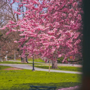 Sakura Tree Over A Park Bench, Spring Photo Print, Spring Flowers