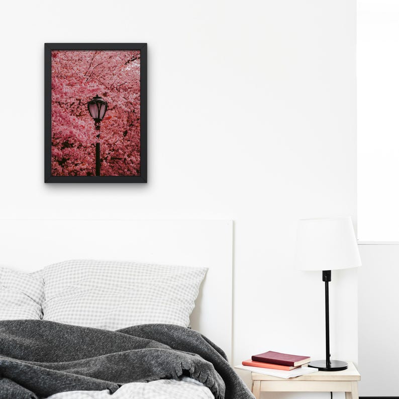 Puede incluir: Una fotograf&iacute;a enmarcada en negro de una farola delante de un cerezo en flor rosa.