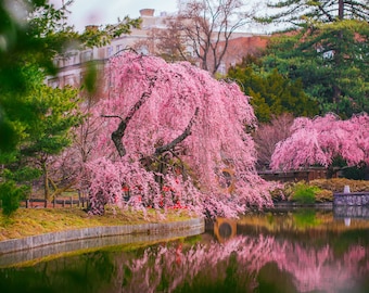 Impresión de cerezo rosa, arte mural de naturaleza japonesa