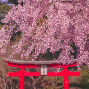 Pink Cherry Blossom Print, Sakura Flowers, Spring Flowers Photography, Nature Wall Decor
