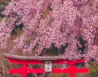 Impresión de flor de cerezo rosa, flores de sakura, fotografía de flores de primavera, decoración de pared natural