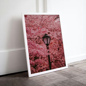 Puede incluir: Una fotograf&iacute;a enmarcada en blanco de una farola que se encuentra frente a un cerezo en flor rosa. La farola es negra con una esfera de vidrio blanco.
