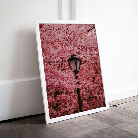 Cherry Blossom Wall Art, Sakura Lamp Post Print, Pink Spring Decor, Floral Street Photography