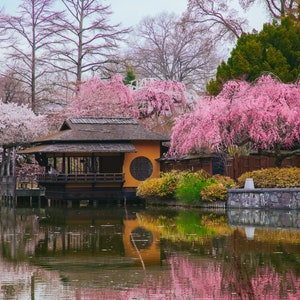 Japanese Garden Print, Cherry Blossom Reflection Photo, Serene Wall Art