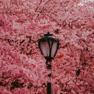 Puede incluir: Una farola negra con un globo de vidrio esmerilado se encuentra frente a un cerezo en flor rosa en plena floraci&oacute;n.