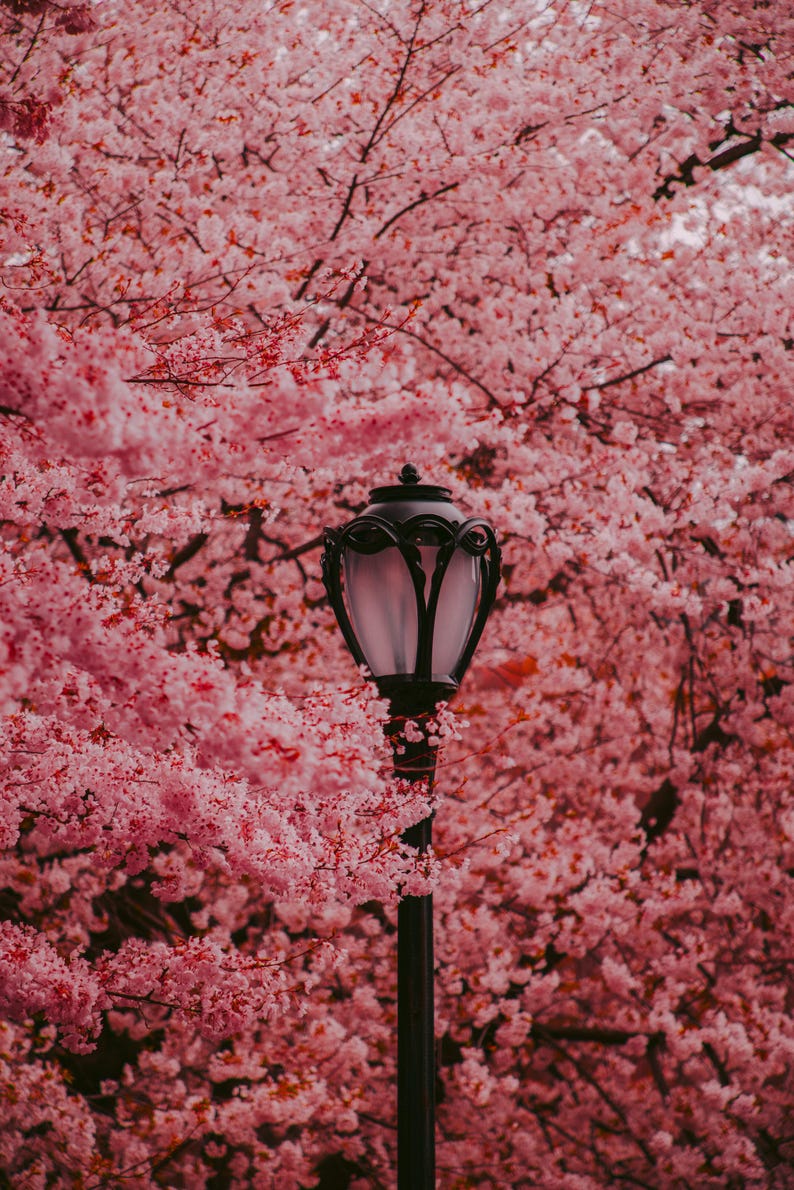 Puede incluir: Una farola negra con un globo de vidrio esmerilado se encuentra frente a un cerezo en flor rosa en plena floraci&oacute;n.