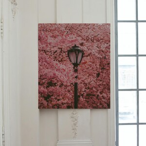 Puede incluir: Una farola negra con una pantalla de vidrio rosa se encuentra frente a un fondo de flores de cerezo rosas.