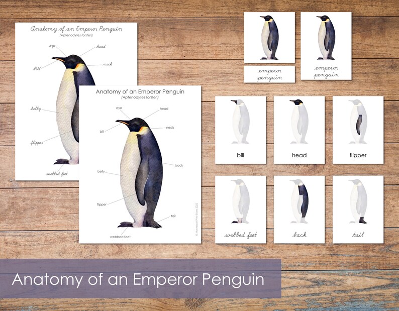 Anatomy of an Emperor Penguin 3 Part Cards and Poster Set | Etsy