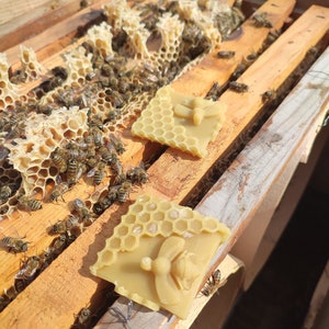 Bienenwachs-Köder, 5 Stück Natürlicher Bienenwachs-Bienen-Lockstoff für Alle Fallentypen Bild 6