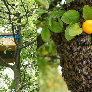 Bienenwachs-Köder, 5 Stück Natürlicher Bienenwachs-Bienen-Lockstoff für Alle Fallentypen Bild 3