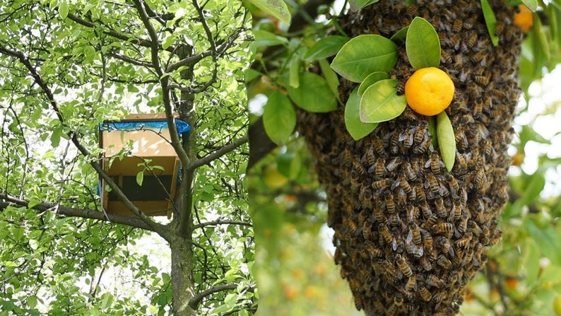 Bienenwachs-Köder, 5 Stück Natürlicher Bienenwachs-Bienen-Lockstoff für Alle Fallentypen Bild 3