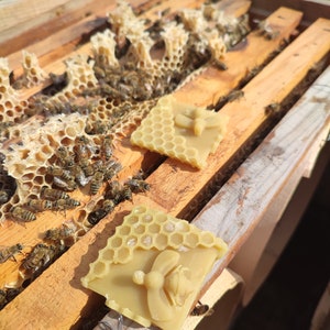 Bienenwachs-Köder, 5 Stück Natürlicher Bienenwachs-Bienen-Lockstoff für Alle Fallentypen Bild 2