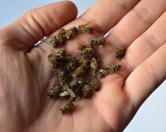Echte dode gedroogde honingbijen 20+ stuks Gedroogde bijen voor taxidermie, bijenkettingen, epoxy maken