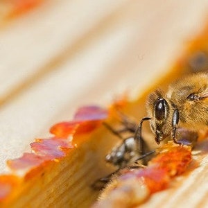 Bienenwachs-Köder, 5 Stück Natürlicher Bienenwachs-Bienen-Lockstoff für Alle Fallentypen Bild 9