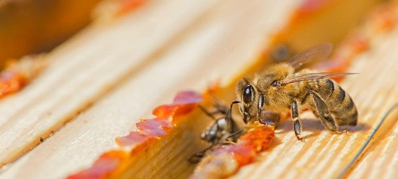 Bienenwachs-Köder, 5 Stück Natürlicher Bienenwachs-Bienen-Lockstoff für Alle Fallentypen Bild 9