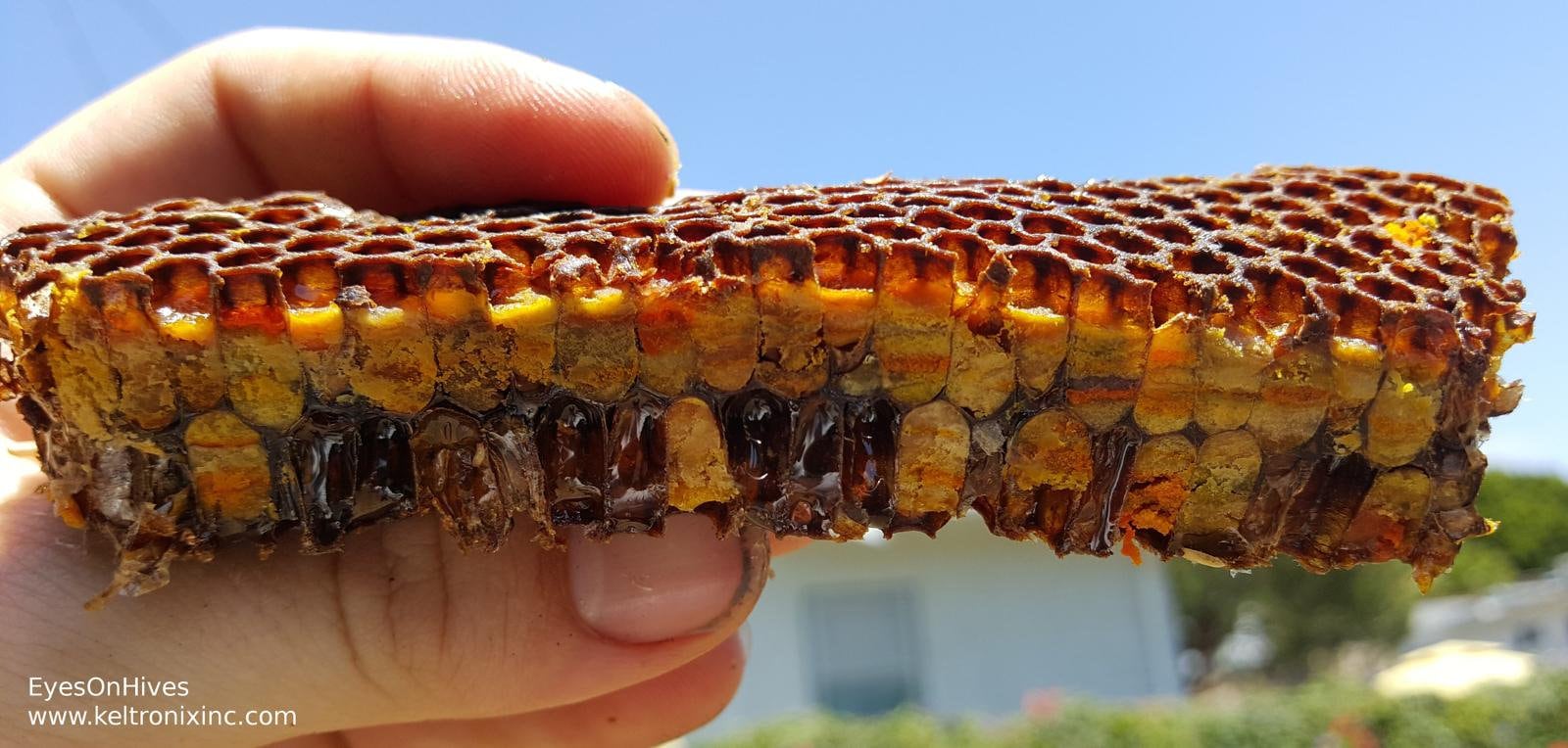 Bee bread clearance