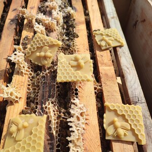 Bienenwachs-Köder, 5 Stück Natürlicher Bienenwachs-Bienen-Lockstoff für Alle Fallentypen Bild 7