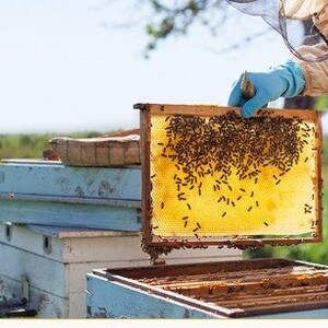 Bienenwachs-Köder, 5 Stück Natürlicher Bienenwachs-Bienen-Lockstoff für Alle Fallentypen Bild 10