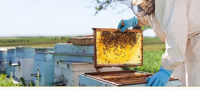 Bienenwachs-Köder, 5 Stück Natürlicher Bienenwachs-Bienen-Lockstoff für Alle Fallentypen Bild 10