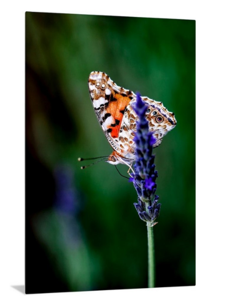 Butterfly Photography Butterfly Metal Art Print Nature Etsy