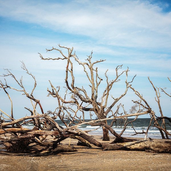 Edisto, Original Photo, Print, Botany Bay, Edisto Island, Low Country Wall Art, Travel Photo