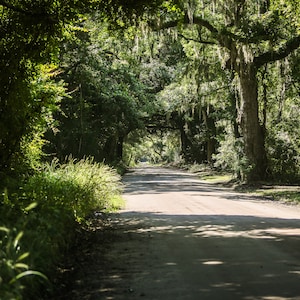 Edisto IslandOriginal Photography Print Oaks w/ Spanish Moss Dirt Road  Moss Covered Trees Nature Photography Tree Art Print low country art