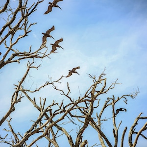 Ediso Original Photography Print, Pelicans Botany Bay, Edisto Island, South Carolina, Beach House Decor, Beach Gift, Bird Decor, Low Country