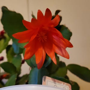Easter cactus cutting