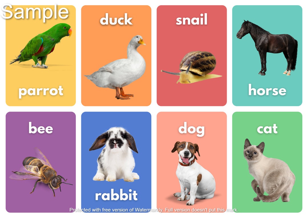 ANIMAL FLASHCARD PRINTABLES , Colors Flashcard , Shapes Flashcards ...