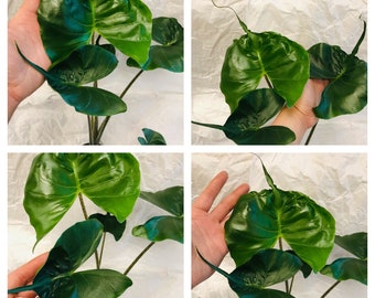 Alocasia Zebrina Etsy