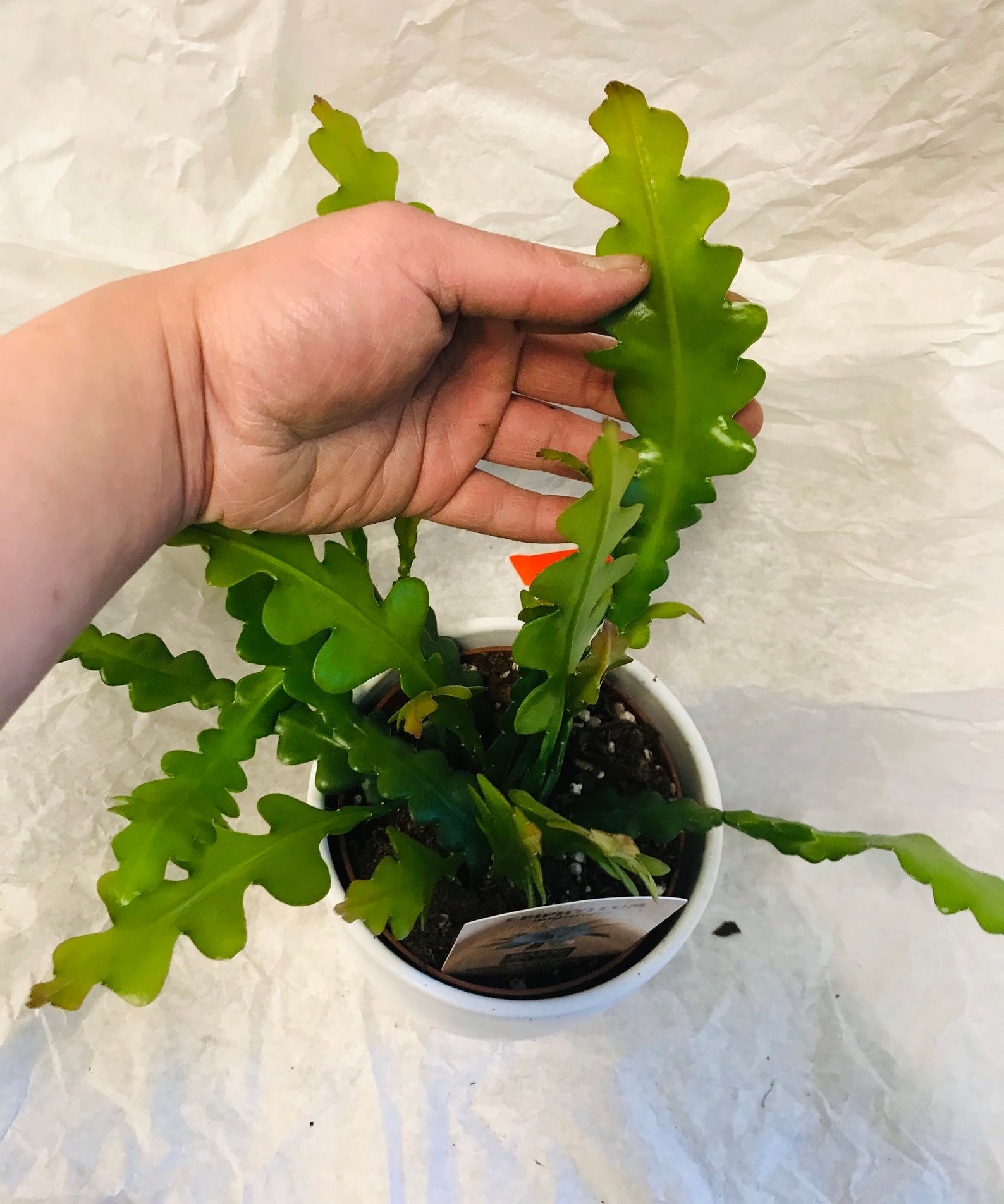 Epiphyllum anguliger saw blade cactus house plant Etsy