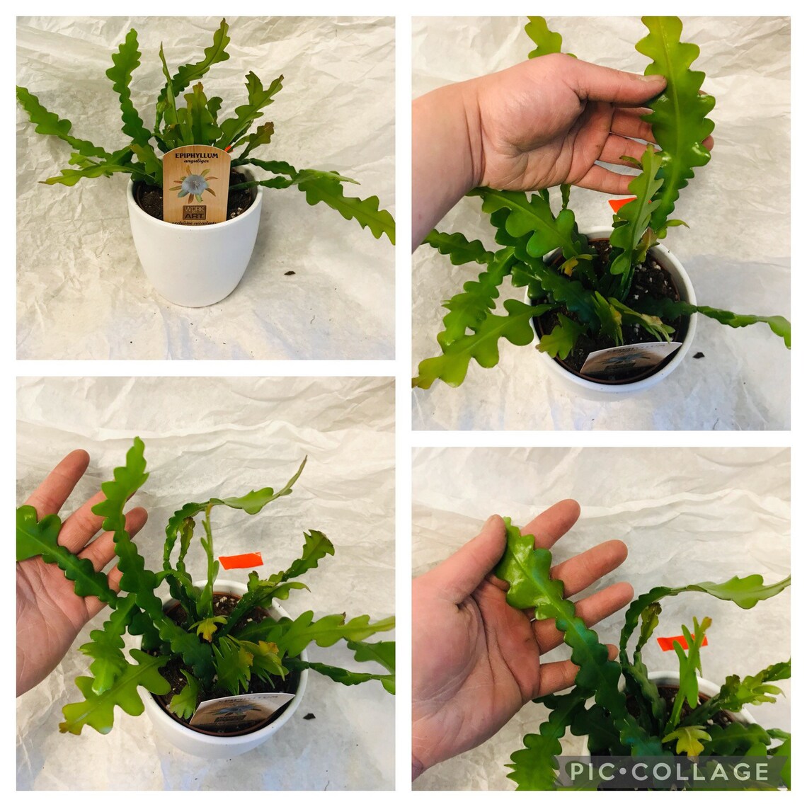 Epiphyllum anguliger saw blade cactus house plant Etsy