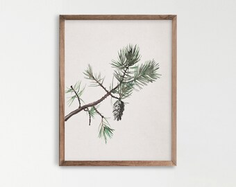 Könnte beinhalten: Ein Aquarellbild eines Kiefernastes mit einer einzigen Kiefernzapfen. Der Ast ist grün und braun, und der Zapfen ist grau und braun. Das Bild ist in einem hellbraunen Rahmen gerahmt.