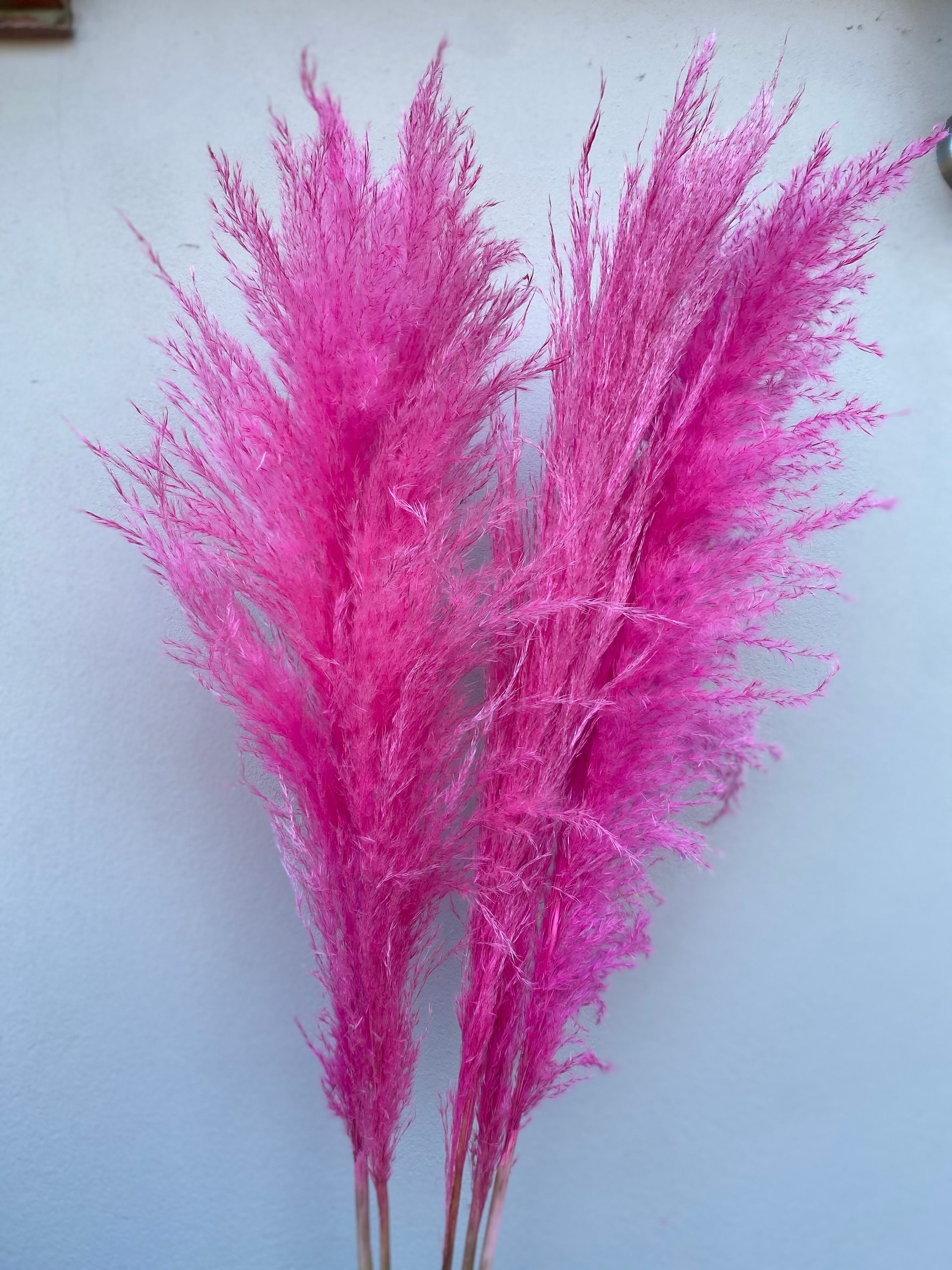 Hot Pink Pampas Grass 120cm 