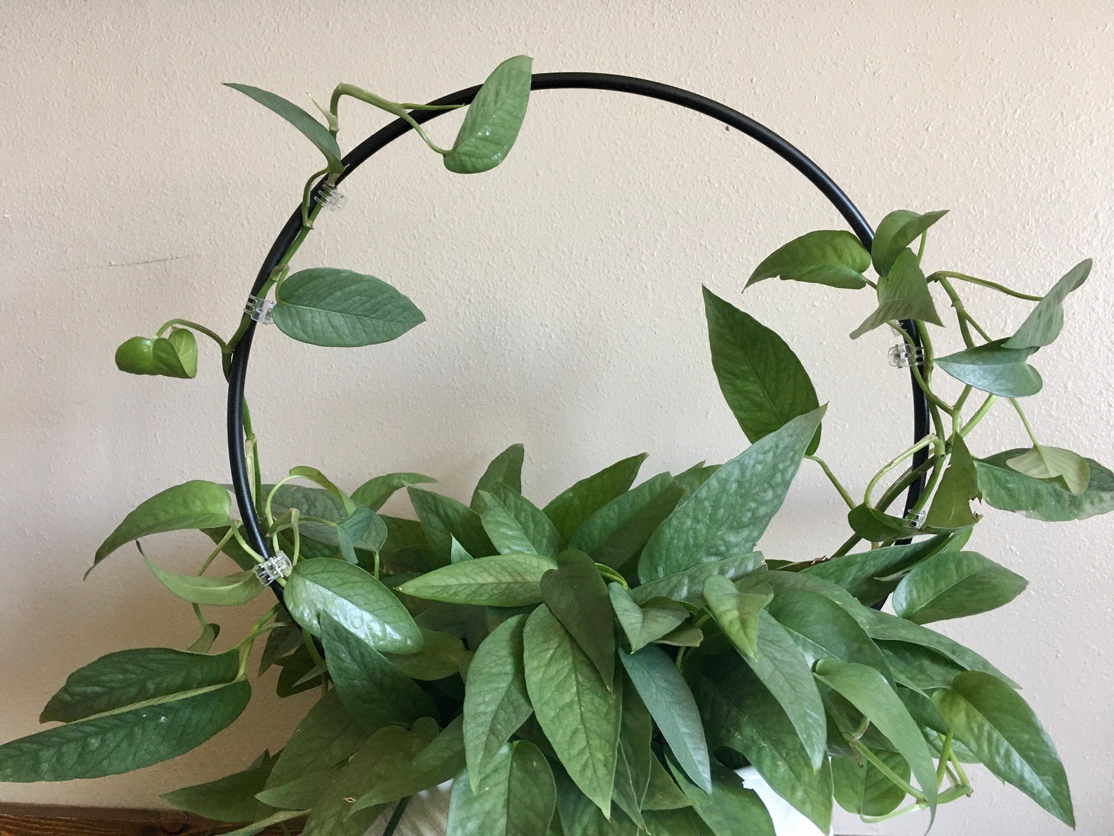 Circle Trellis 12 inch Etsy