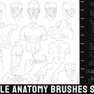 Male Anatomy Brushes Set for Procreate (Torso, Hands, Heads)