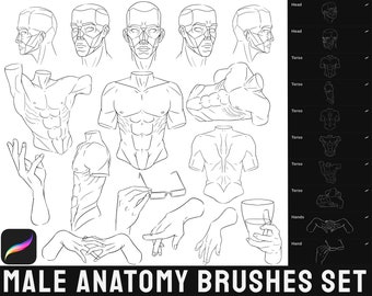 Male Anatomy Brushes Set for Procreate (Torso, Hands, Heads)