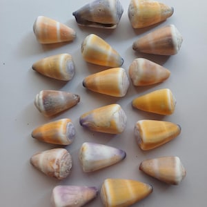 May include: A collection of cone-shaped seashells in shades of yellow, orange, and white, with some showing hints of purple and brown. The shells are arranged on a light-coloured surface.