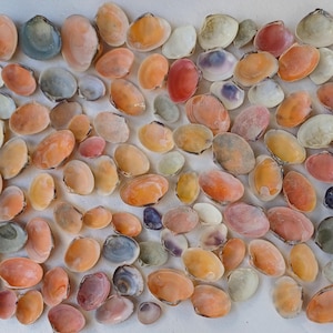 Può includere: Una collezione di conchiglie colorate in varie tonalità di rosa, arancio, bianco e marrone. Le conchiglie sono disposte in uno schema casuale su una superficie bianca.