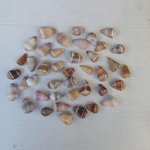Conchas cónicas japonesas, juego de 30 piezas, de 2 a 3 cm. Para requisitos especiales, contáctenos. Le enviaremos una foto de mi propuesta.